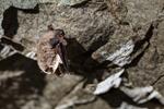 Murciélagos de Tierra del Fuego: Hazte fama y échate a volar.